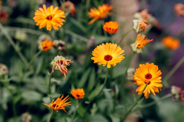 Heller Sommerhintergrund Mit Wachsenden Blumen Calendula Ringelblume — Stockfoto