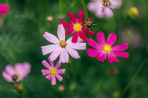 Fuchsia Bloemen Cosmos Bipinnatus Groene Achtergrond Close Macro — Stockfoto