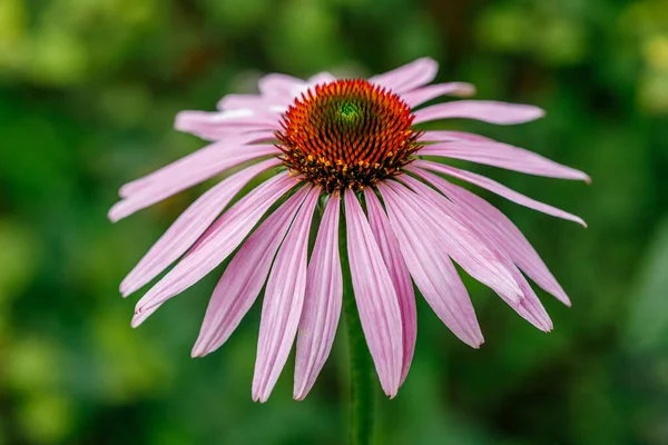 Echinacea Purpurea Élénk Növekvő Virága Lila Tűlevelű — Stock Fotó