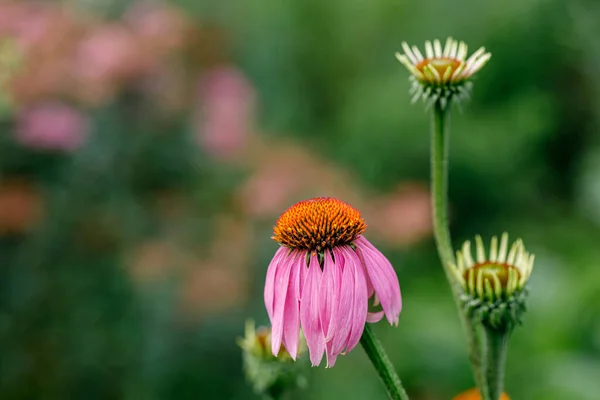 Levendige Groeiende Bloem Van Echinacea Purpurea Paarse Conefloer — Stockfoto