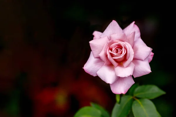 Rosa Grande Bonita Rosa Jardim Fundo Escuro Close — Fotografia de Stock