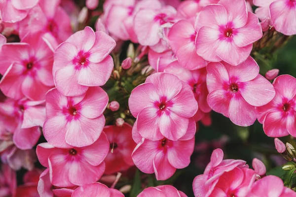 Bahçede Phlox 'un pembe çiçekleri paniklemiş.