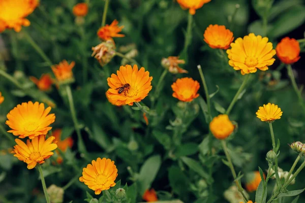 Heller Sommerhintergrund Mit Wachsenden Blumen Calendula Ringelblume — Stockfoto