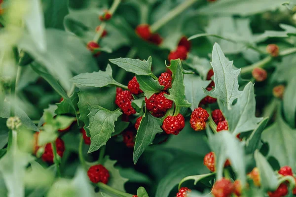 Olgunlaşmış Blitum virgatum Chenopodium yaprakları, yakın plan.