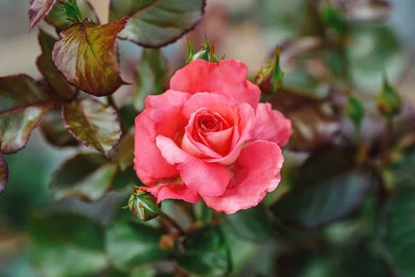 Rosa Grande Bonita Rosa Jardim Close Foco Seletivo — Fotografia de Stock