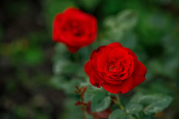 Bahçede Canlı Kırmızı Güller Üst Manzara Seçici Odak — Stok fotoğraf