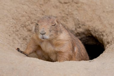 Siyah kuyruklu bir çayır köpeğinin (Cynomys ludovicianus) yuvasından dikkatli bir şekilde doğal bir çayıra çıkar..