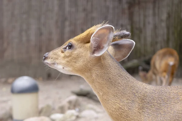 A photograph of a muntjac deer with large ears and a curious gaze, highlighting its profile against a natural background.