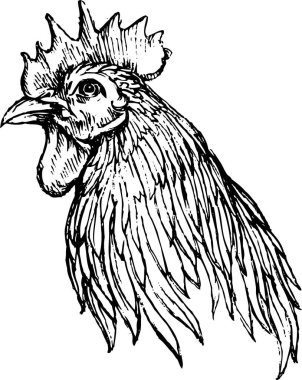 Rooster Head Sketch, Doodle kalem mürekkebi