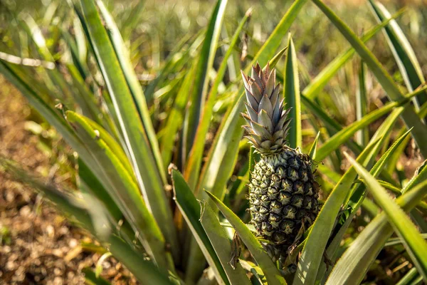 pineapple plantation fruit exotic