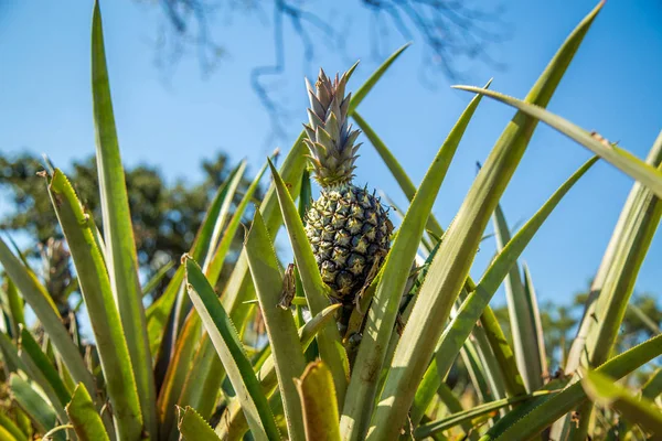 pineapple plantation fruit exotic