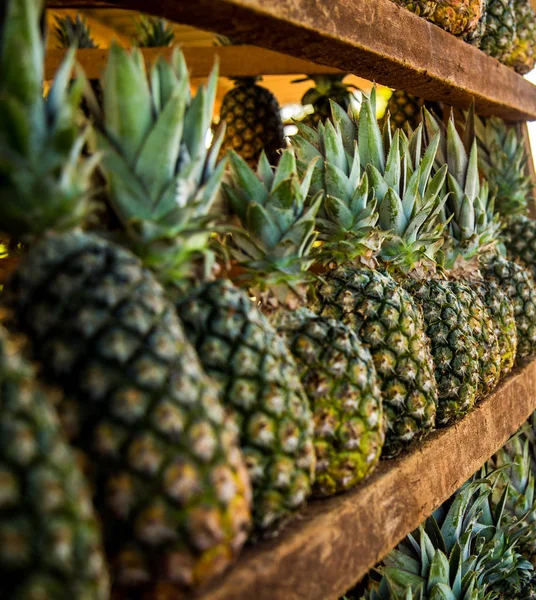pineapple plantation fruit exotic