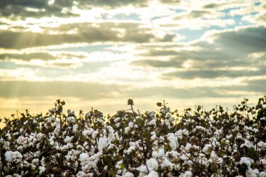 Pamuk alan plantasyon doku arka plan
