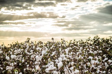 Pamuk alan plantasyon doku arka plan