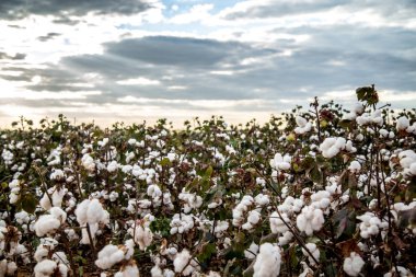 Pamuk alan plantasyon doku arka plan