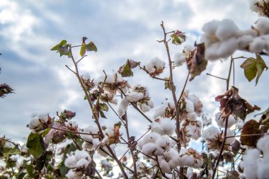 Pamuk alan plantasyon doku arka plan