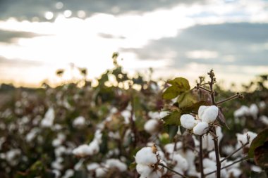 Pamuk alan plantasyon doku arka plan
