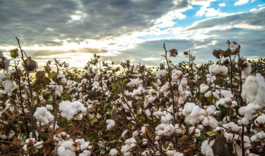 Pamuk alan plantasyon doku arka plan