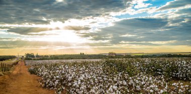 Pamuk alan plantasyon doku arka plan