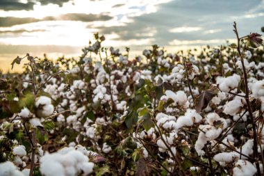 Pamuk alan plantasyon doku arka plan