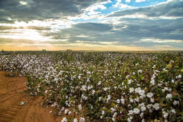 Cotton Field Plantation Texture Background Royalty Free Stock Photos