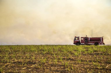 Şeker kamışı yangın plantasyon yanık