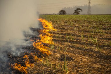 Şeker kamışı yangın plantasyon yanık