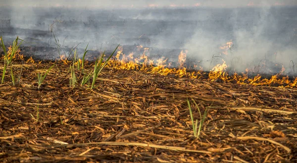 Sugar cane Fire plantation burn