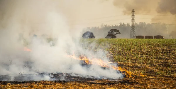 Sugar cane Fire plantation burn