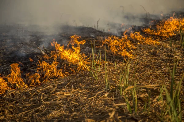 Sugar cane Fire plantation burn