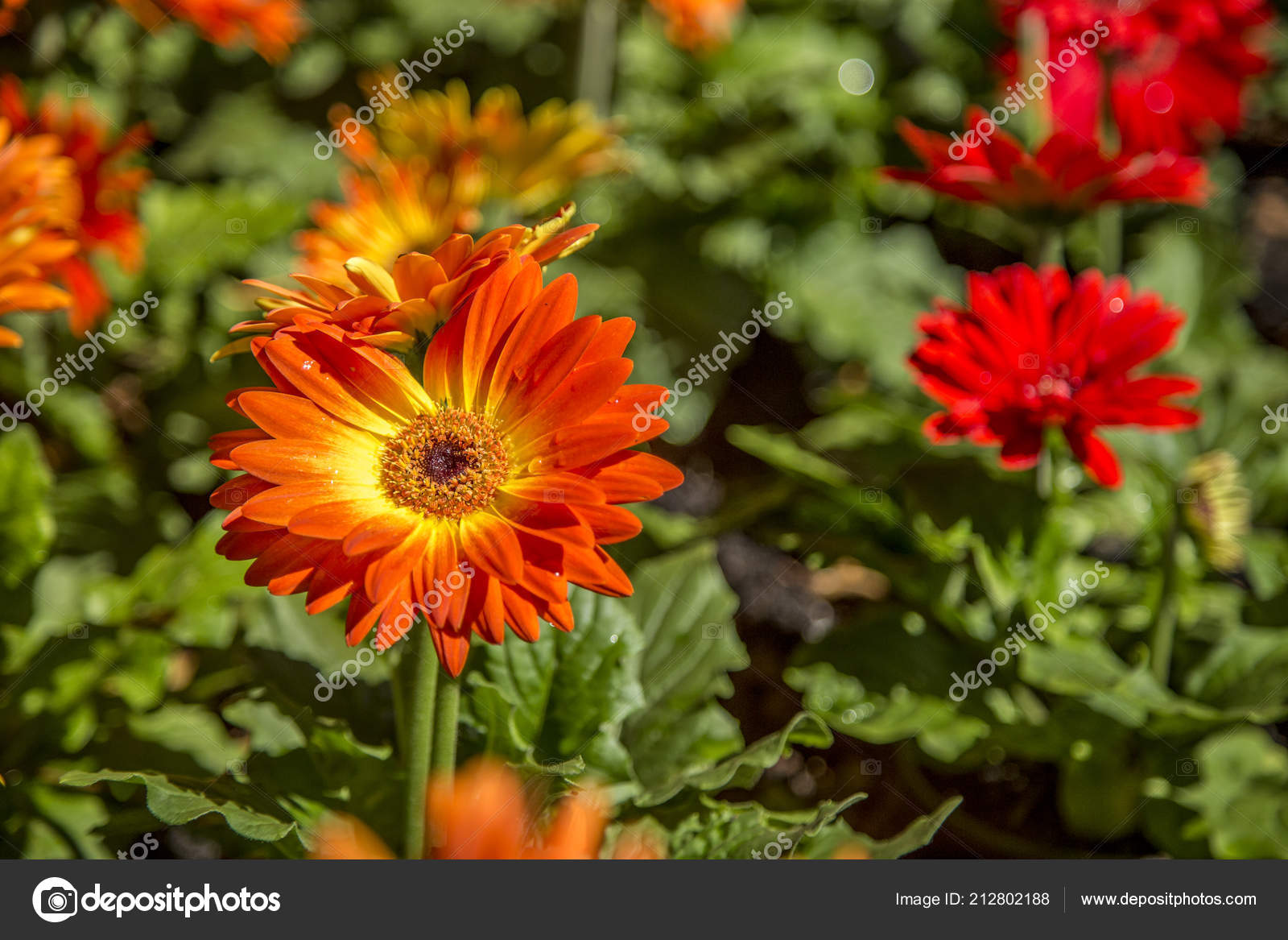 ガーベラの花の植物の色 ストック写真 C Mailsonpignata ガーベラの花の植物の色 ストック写真 C Mailsonpignata