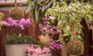 bitki dekorasyon Bahçe yükseltmek