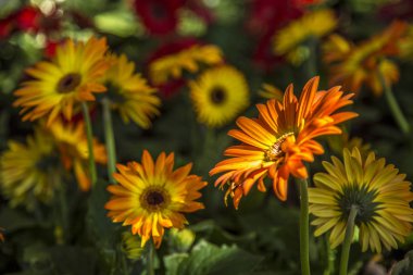 Gerbera çiçek bitki renk
