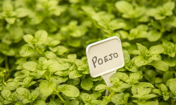 Yarpuz baharat doğa yeşillik