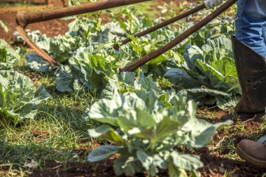 bahçe bitki bitkisel ayıklayacaktır