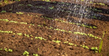 yetiştirme ve marul sulama hasat