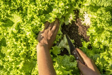 yetiştirme ve marul sulama hasat
