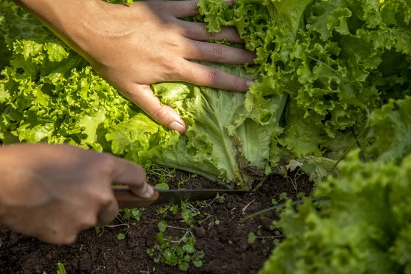 Teelt Oogst Van Sla Irrigatie — Stockfoto