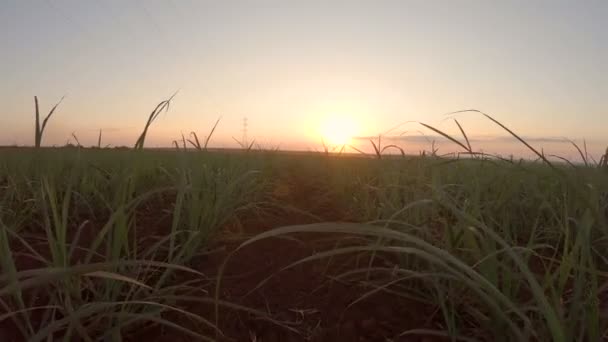 Tramonto Piantagione Canna Zucchero — Video Stock