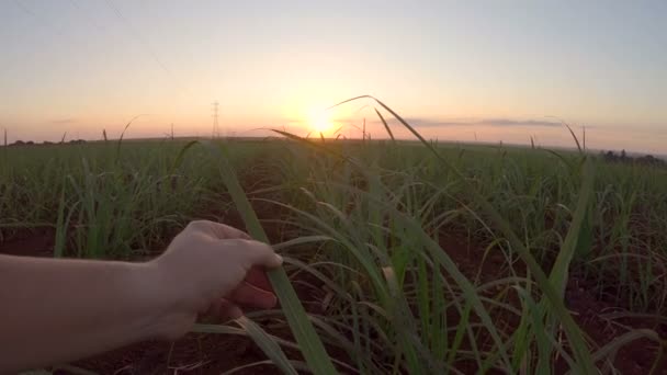 Canna Zucchero Piantagione Dito Mano Tramonto — Video Stock