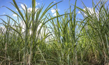 Şeker kamışı ekim günbatımı