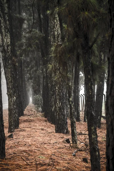 pine tree mist road beautiful scene