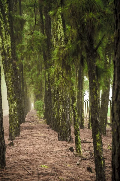 Çam Ağacı Sis Yol Güzel Bir Sahne — Stok fotoğraf