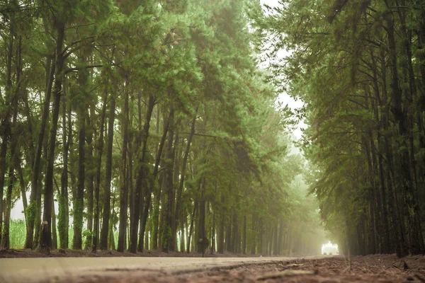 pine tree mist road beautiful scene