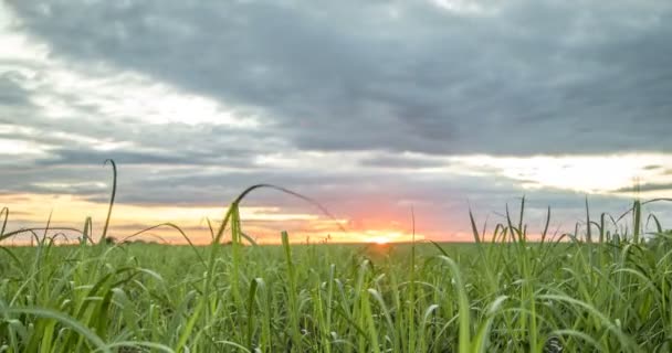 Caña de azúcar plantación puesta del sol ver lapso de tiempo — Vídeos de Stock