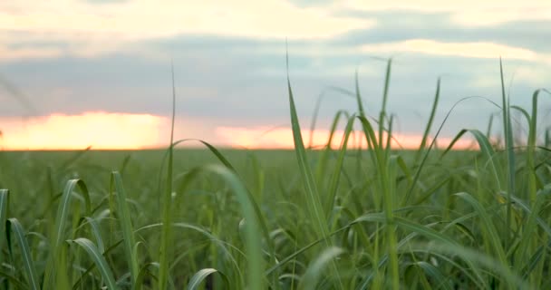 Plantação de cana-de-açúcar vista pôr do sol — Vídeo de Stock