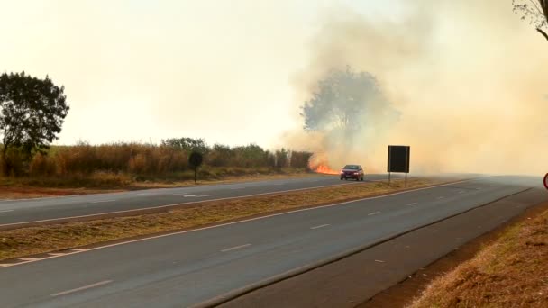 Incendio stradale bruciato piantagione — Video Stock