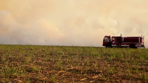 Cana de açúcar Plantação de fogo — Vídeo de Stock