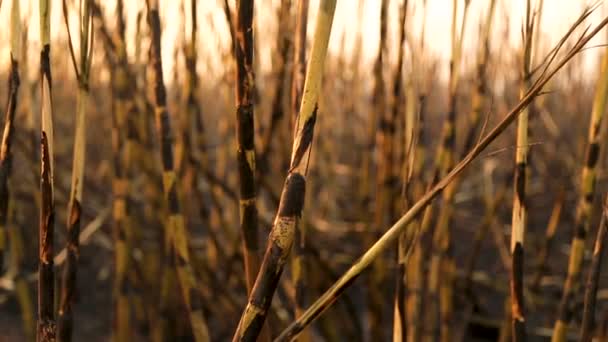 Canna da zucchero Piantagione di fuoco — Video Stock