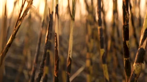 Caña de azúcar Plantación de fuego — Vídeos de Stock